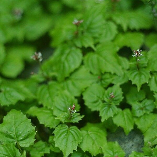 Circaea alpina ফুল