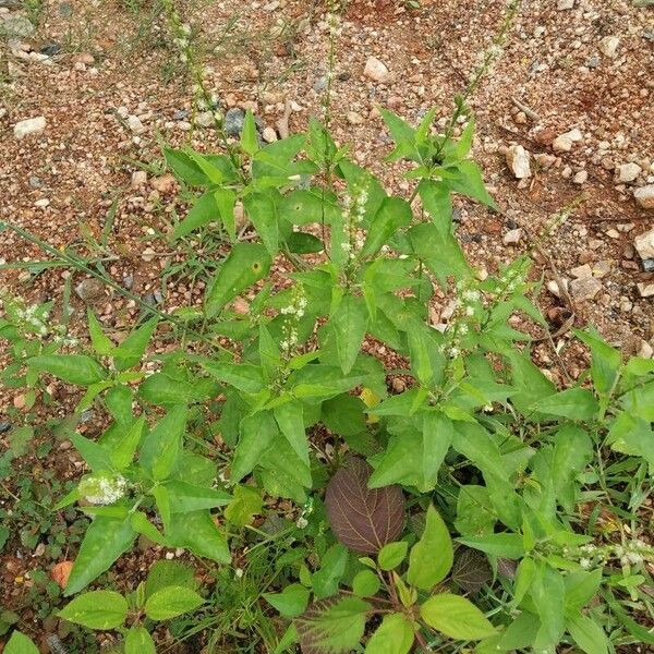 Croton bonplandianus Hoja