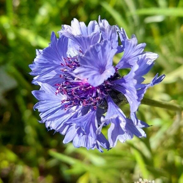 Cyanus segetum Flower