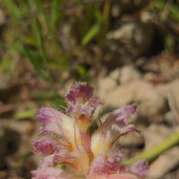 Orobanche pubescens Flower