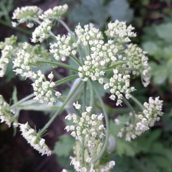 Heracleum sphondylium Flower