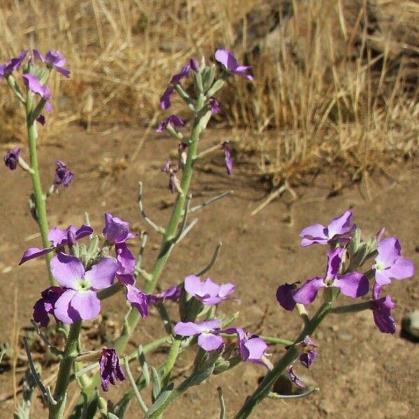 Matthiola maderensis ᱵᱟᱦᱟ