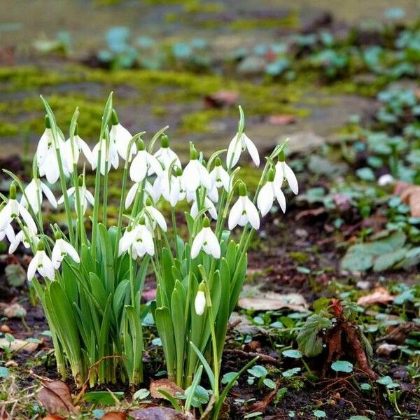 Galanthus plicatus Blad