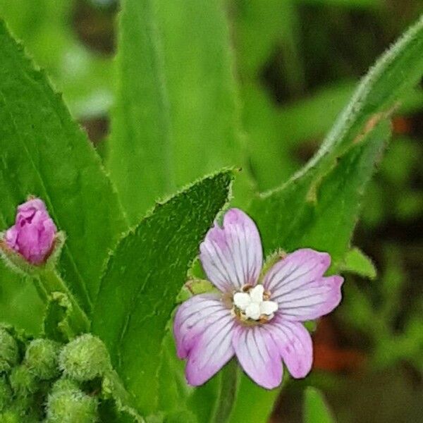 Epilobium parviflorum Blüte