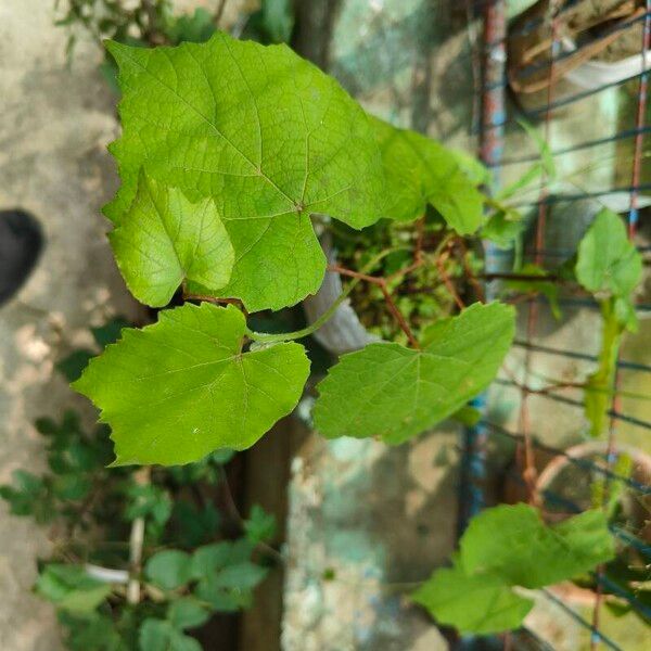 Vitis aestivalis 葉