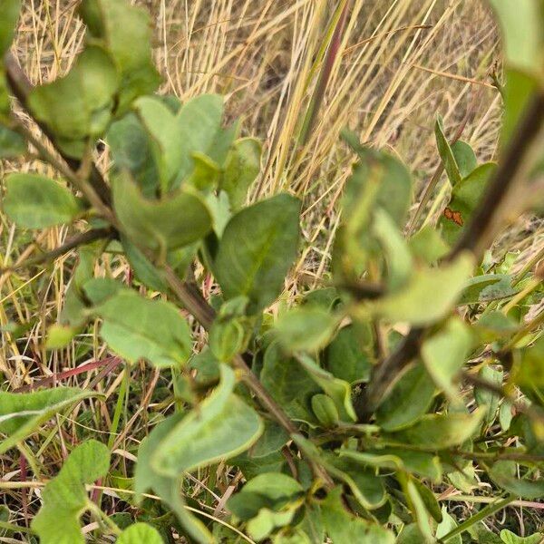 Ximenia americana Leaf