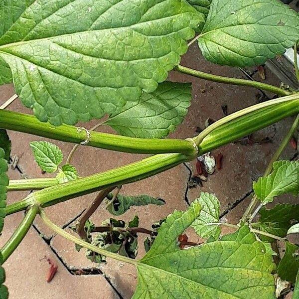 Salvia splendens പുറംതൊലി