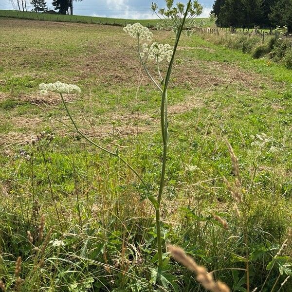 Heracleum sphondylium Leaf