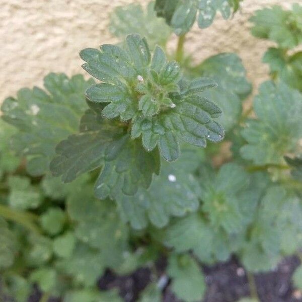 Lamium amplexicaule Кветка