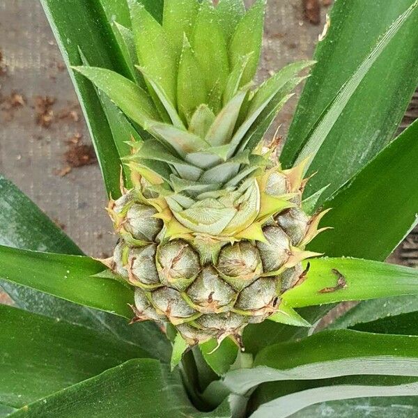 Ananas comosus Fruto