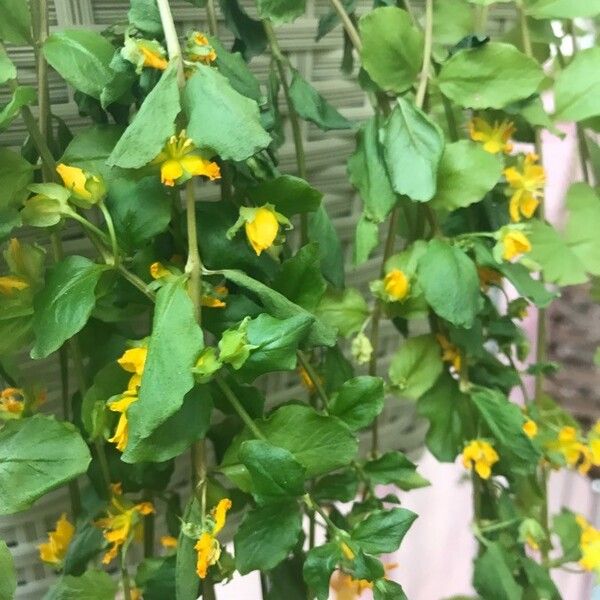 Lysimachia nemorum Fuelha