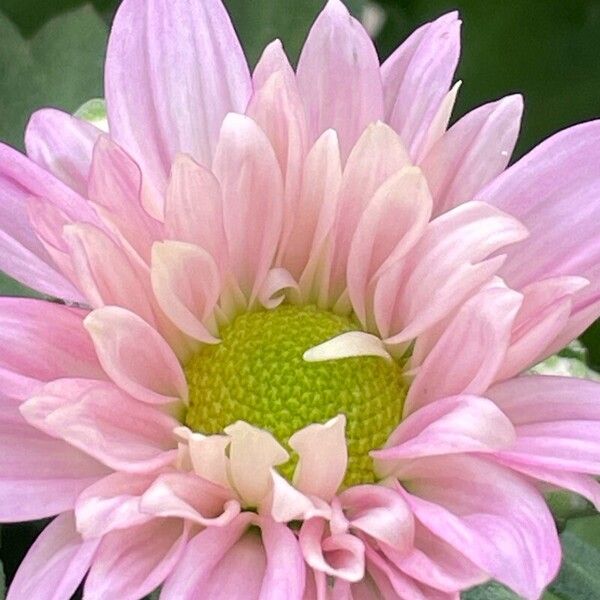 Chrysanthemum indicum Flower