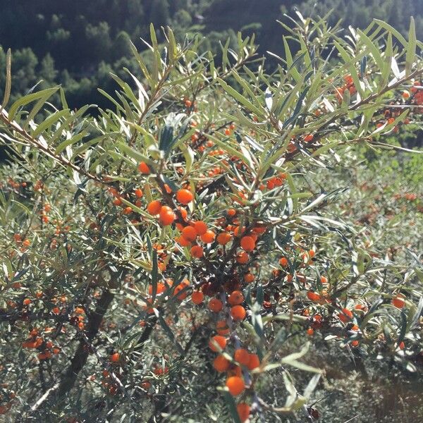 Hippophae rhamnoides Elinympäristö