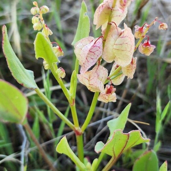 Rumex vesicarius Celota