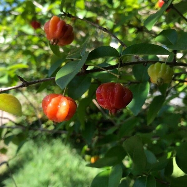 Eugenia uniflora Fruto