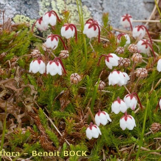 Cassiope hypnoides Агульны выгляд