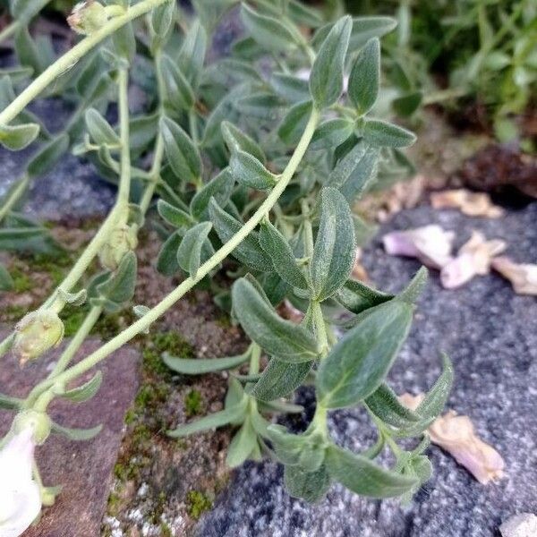 Antirrhinum hispanicum 叶