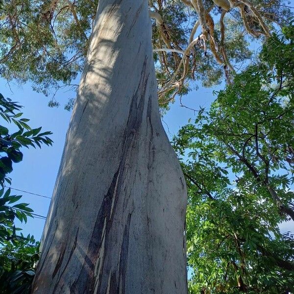 Eucalyptus dorrigoensis (Dorrigo white gum)