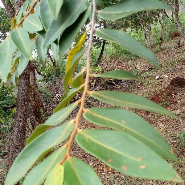 Xylopia aromatica Φύλλο