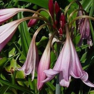 Crinum × powellii Flor