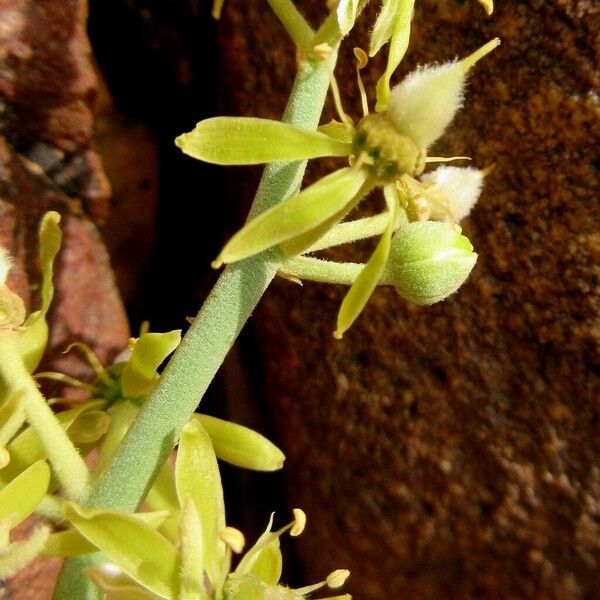 Balanites aegyptiaca Flower