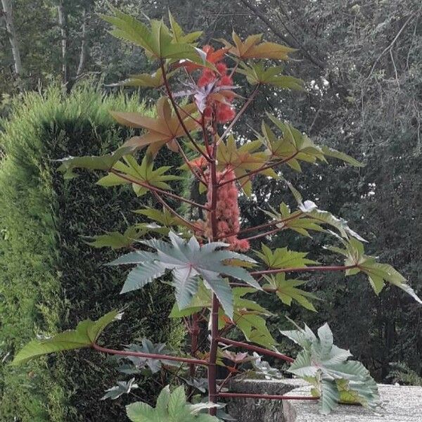 Ricinus communis Συνήθη χαρακτηριστικά