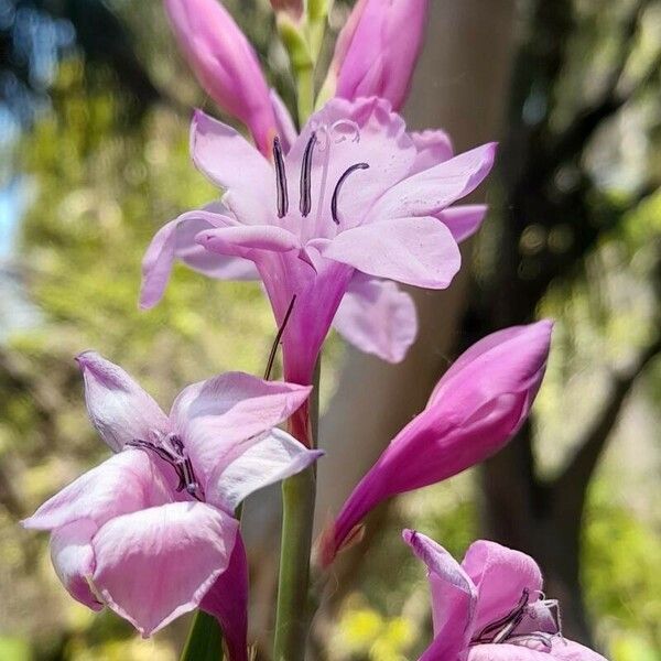 Watsonia borbonica Kwiat