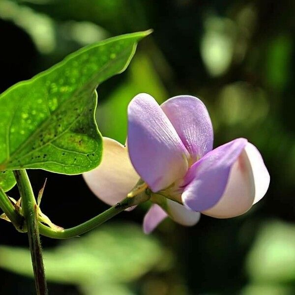 Vigna unguiculata Çiçek