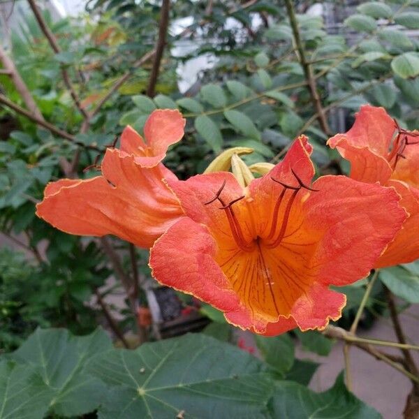 Spathodea campanulata Flower