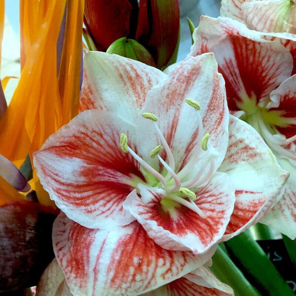 Hippeastrum vittatum ফুল