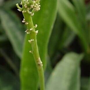 Dracaena zeylanica Flor