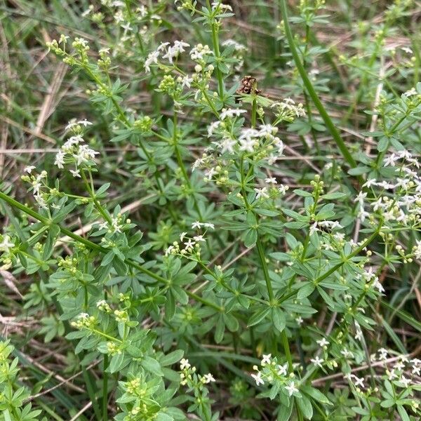 Galium album Flower