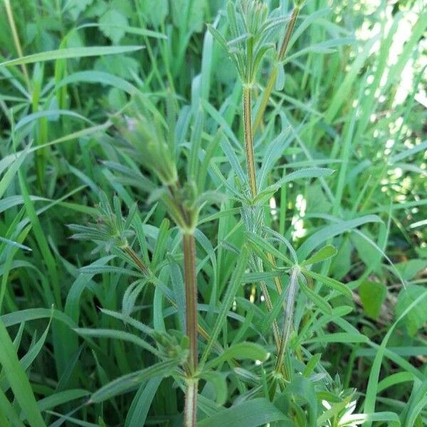 Galium aparine List