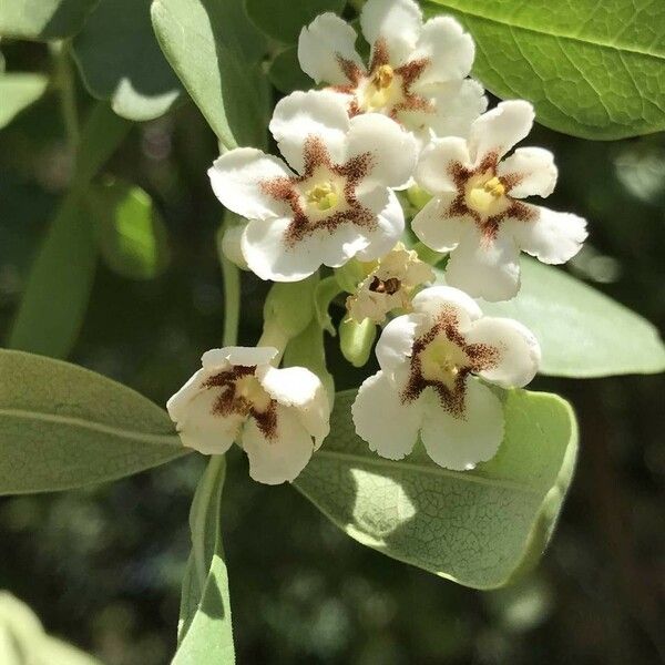 Schrebera alata Blüte