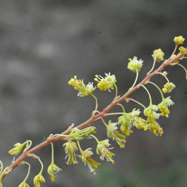 Reseda stricta Virág