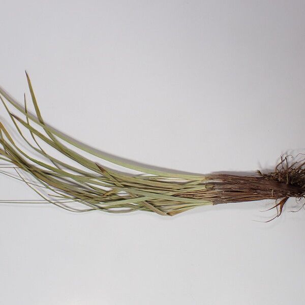 Carex esenbeckii Other