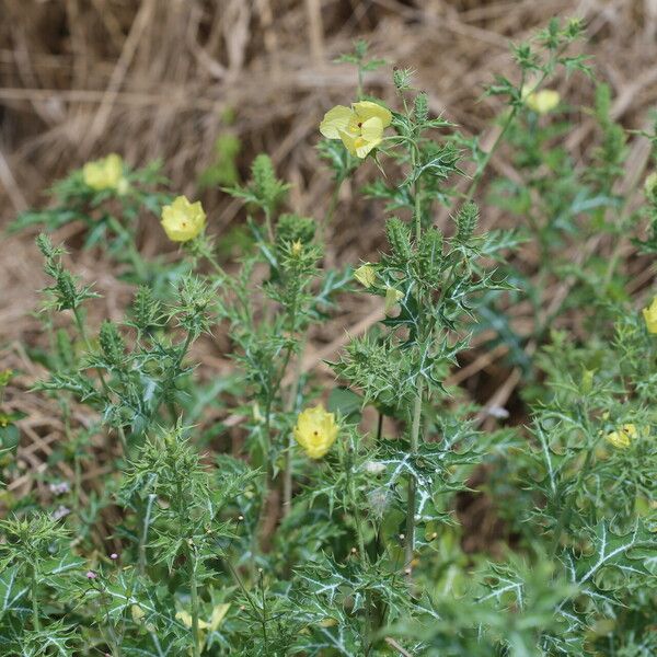 Argemone ochroleuca Hábito