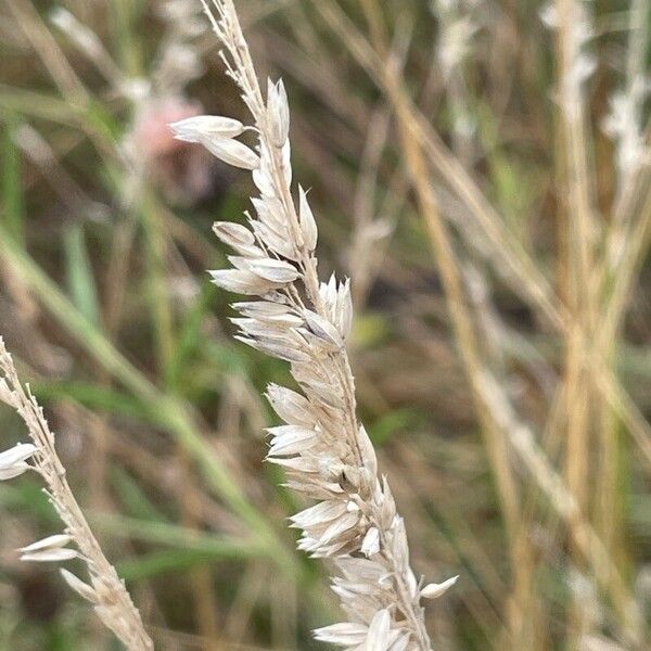 Holcus lanatus Flower