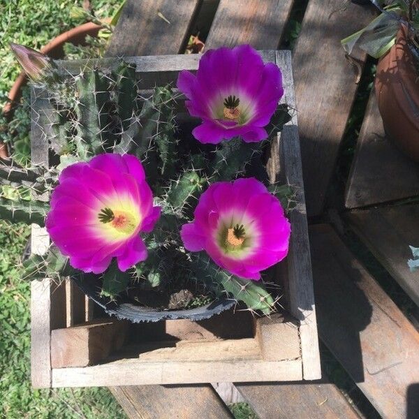 Echinocereus pentalophus Flower