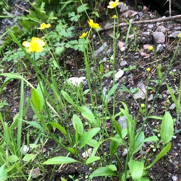 Ranunculus flammula অভ্যাস