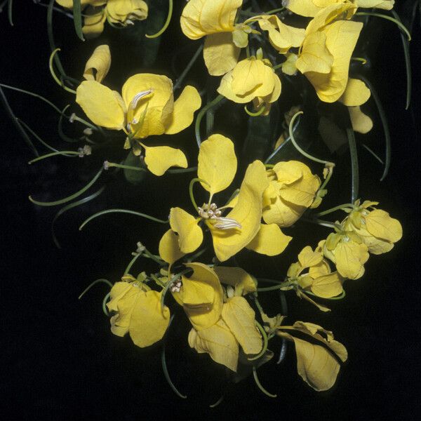 Senna multijuga 花