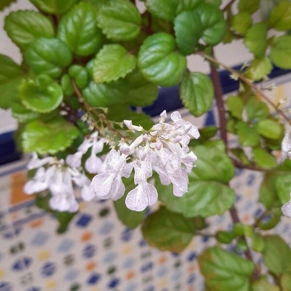 Plectranthus verticillatus Leaf