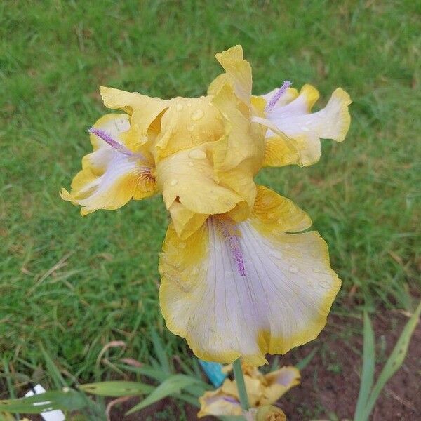 Iris barbatula 花