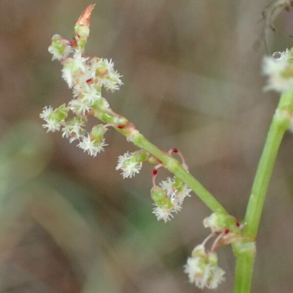 Rumex intermedius Flower