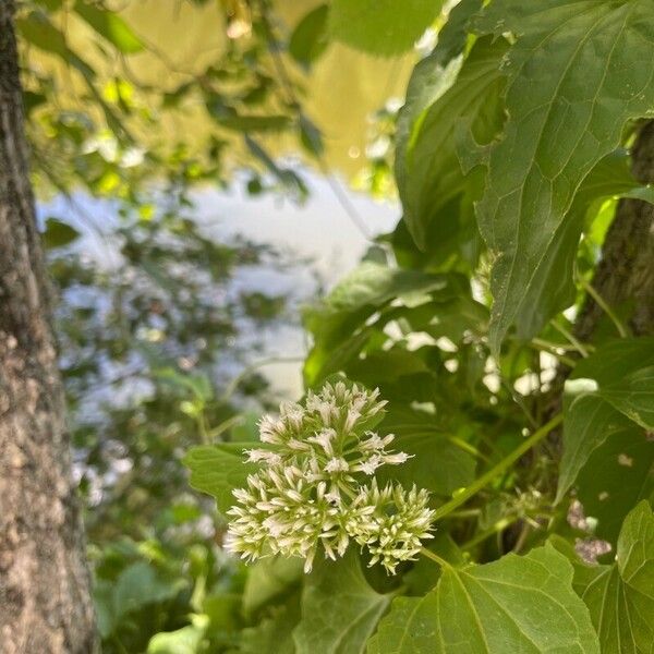 Mikania scandens Blüte