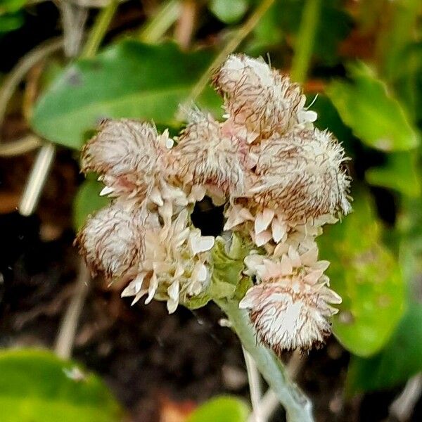 Antennaria dioica Fleur