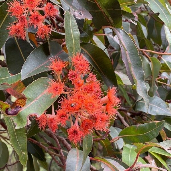 Corymbia ficifolia 花