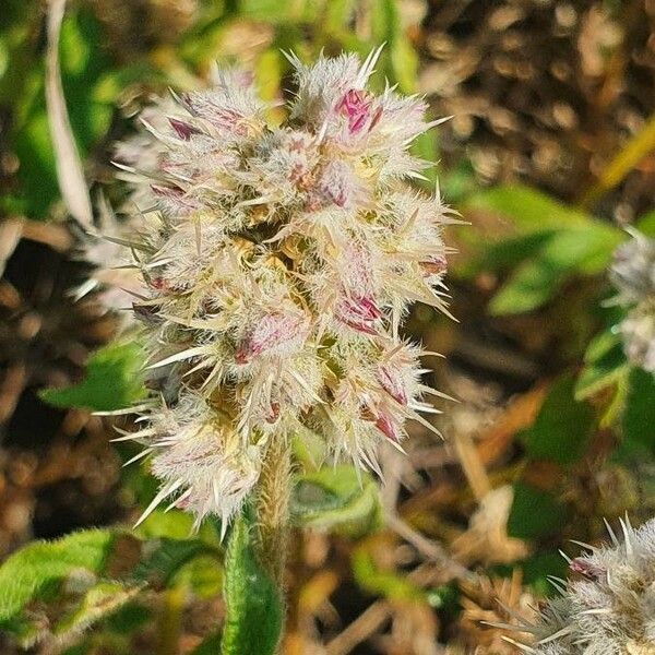 Cyathula orthacantha Lorea