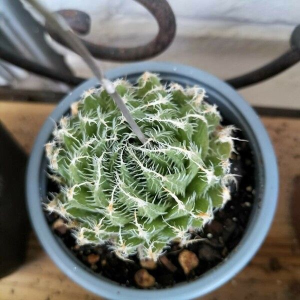 Haworthia bolusii Lehti