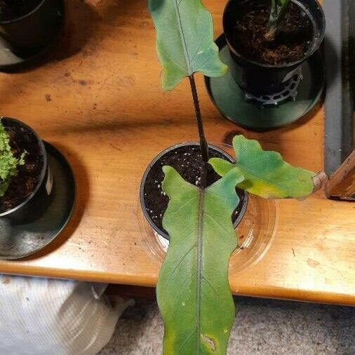 Alocasia lauterbachiana Leaf